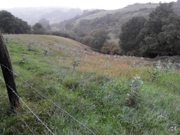 Archivo - Plantación de eucaliptos.