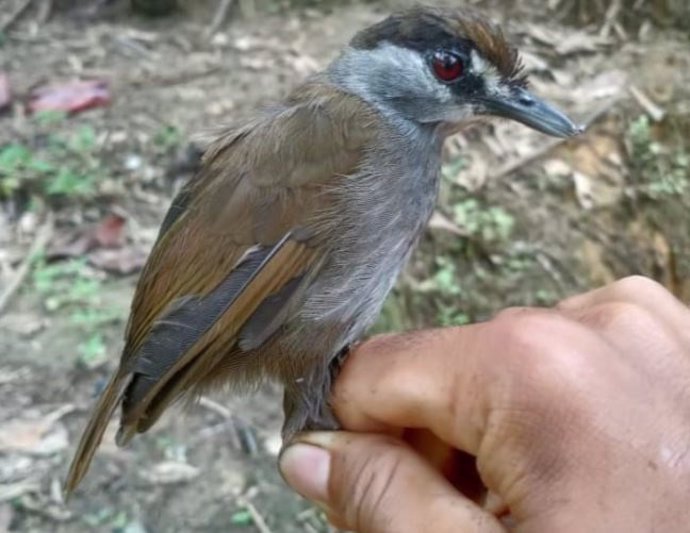 Tordina cejinegra capturada en Borneo