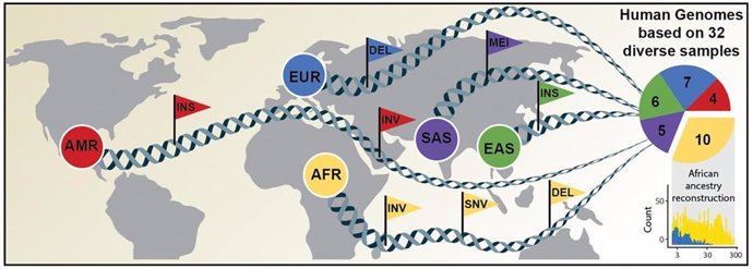 Investigadores secuencian 64 genomas humanos como nueva referencia de la diversidad genética mundial
