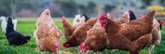 Foto: La OMS asegura que el riesgo de contagio entre humanos de la gripe aviar H5N8 es "bajo"