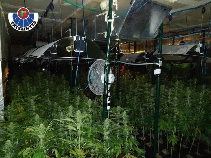 Plantación indoor de marihuana intervenida en Güeñes (Bizkaia)