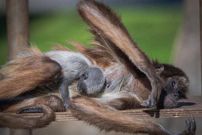 Una mico esgarrapa neix en el Zoo de Barcelona
