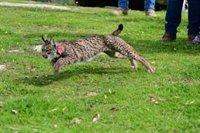 La Junta libera en la sierra de Sevilla un lince ibérico en el marco de los actos de celebración del Día de Andalucía