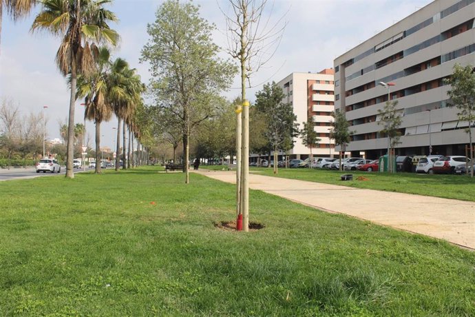 El Ayuntamiento prevé plantar medio centenar de árboles antes del verano.