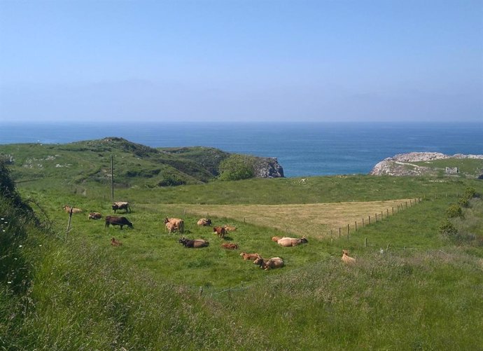 Archivo - Vacas, Asturiana de los valles, Rural, costa asturiana, playa de Cue en Llanes, 