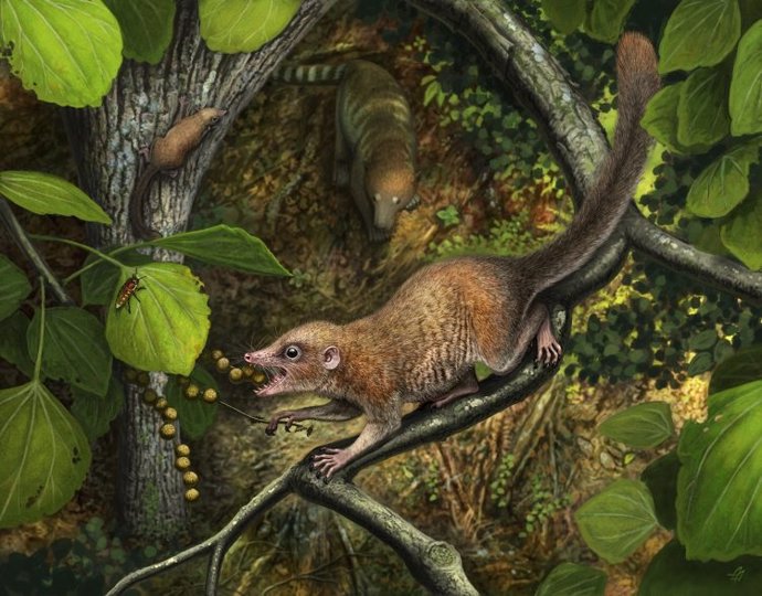 Poco después de la extinción de los dinosaurios, los primeros primates arcaicos conocidos, como la nueva especie Purgatorius mckeeveri que se muestra en primer plano, se diferenciaron rápidamente de su competencia.