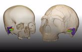 Foto: Investigadores españoles encuentran la evidencia paleontológica que demuestra que los neandertales hablaban