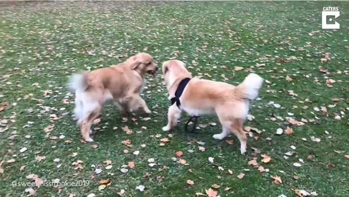 Esta Golden Retriever disfruta de una nueva oportunidad en la vida gracias a su nueva pata biónica