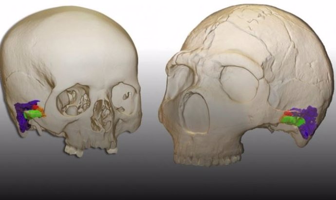 Modelo 3D y reconstrucción virtual de la oreja en un humano moderno (izquierda) y el neandertal Amud 1 (derecha)