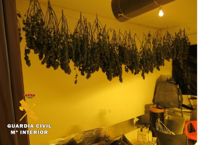 Opc Albacete. Nota De Prensa (Desmanteladas Dos Plantaciones "Indoor" De Cannabis Sativa).