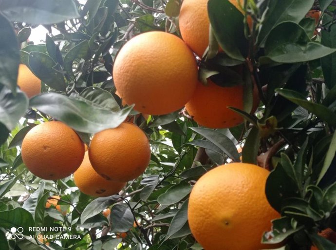 Naranjas La Torre