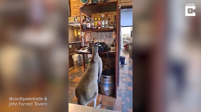 Conoce a Matt, el canguro que se cuela en un bar australiano todos los días y parece un empleado más