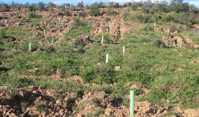 Plantación de árboles