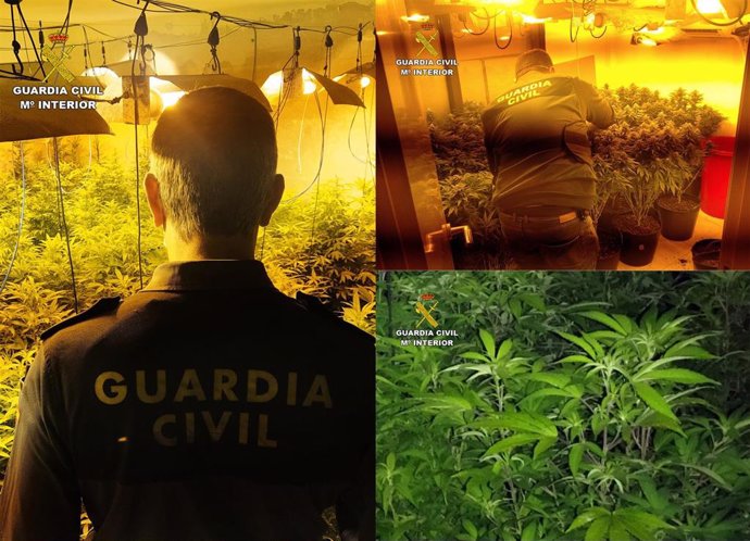 Plantación de marihuana hallada en el marco de la segunda fase de la Operación 'Espora'