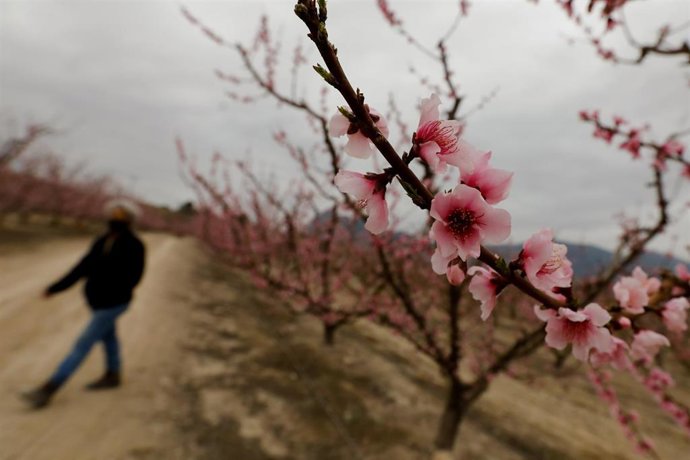 Flores de melocotoneros en una finca de Cieza, Murcia (España), a 1 de marzo de 2021. La floración de los árboles de Cieza se ha convertido en uno de los principales reclamos turísticos del invierno en la Región de Murcia y ha otorgado a este municipio 