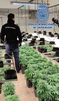 Más de 20 detenidos y 1.600 plantas de marihuana incautadas por Policía Nacional en Granada, Motril y Baza