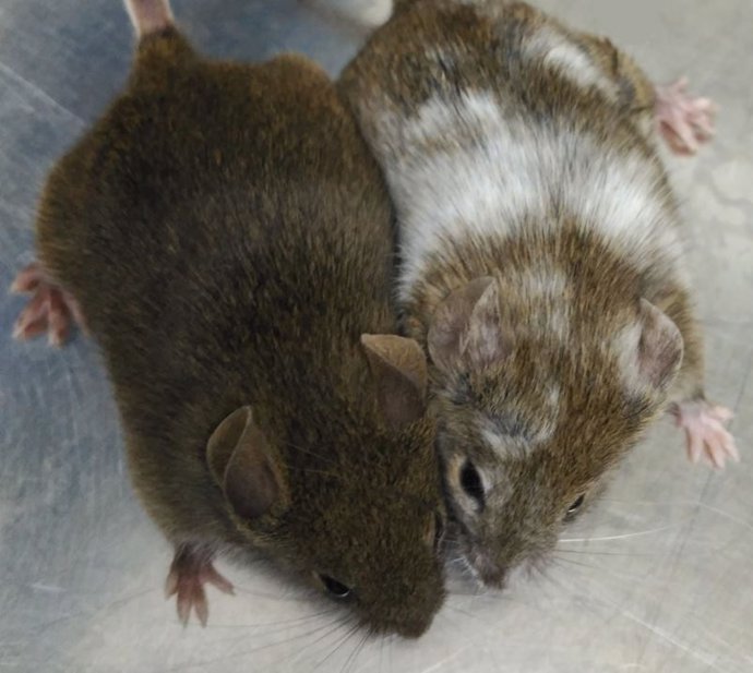 Archivo - Estos ratones son hermanos y deberían ser los dos marrones, pero uno de ellos se ha modificado con la técnica CRISPR y de ahí el cambio de color.