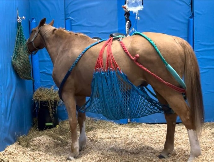 Caballo afectado por rinoneumonía