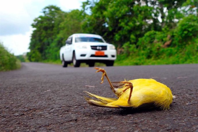 Investigadores de la UMA analizan la tasa de mortalidad de las aves en las islas Galápagos