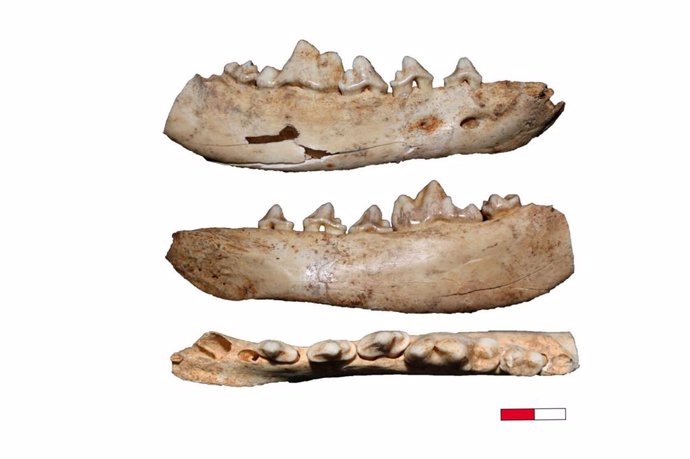 Archivo - Fósiles de canidae usados en el estudio