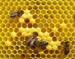 Varias abejas en su colmena