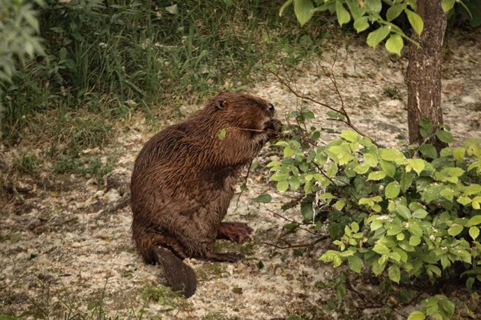 Archivo - Al menos 12 grupos de castores han sido localizados en el entorno del Parque Fluvial de la Comarca de Pamplona.