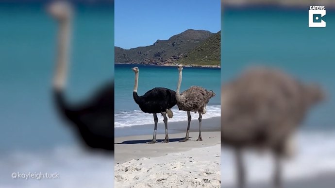 Un par de avestruces se dan un paseo por una playa de Ciudad del Cabo