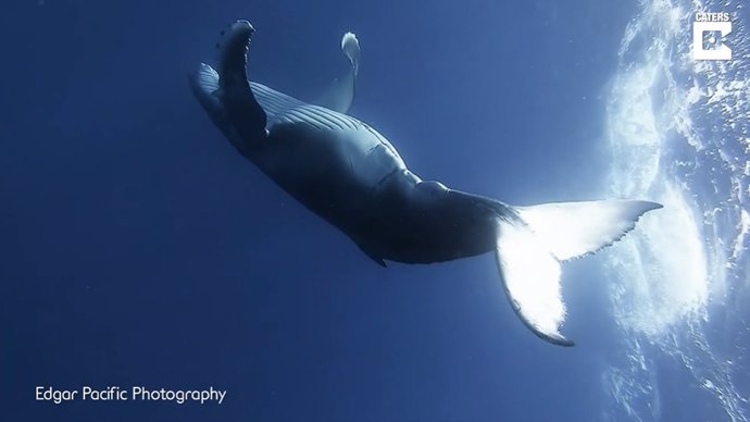 Esta juguetona ballena deja fotografiar sus acrobáticos movimientos bajo la superficie del agua