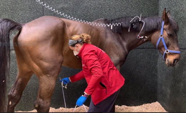 Uno de los caballos que están siendo tratados en el Hospital Clínico Veterinario (HCV CEU)