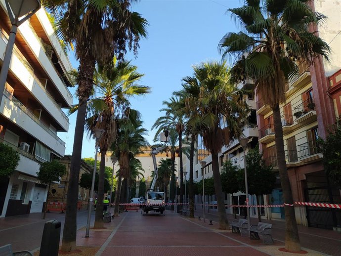 Podas en el paseo de Santa Fe