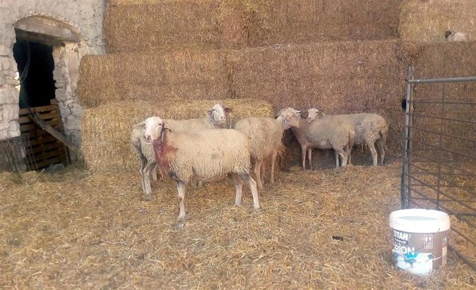 Rebaño atacado en Tardienta con ovejas heridas, en marzo de 2019.