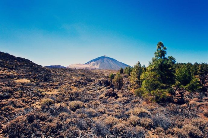 Archivo - Retamas en el Parque Nacional del Teide