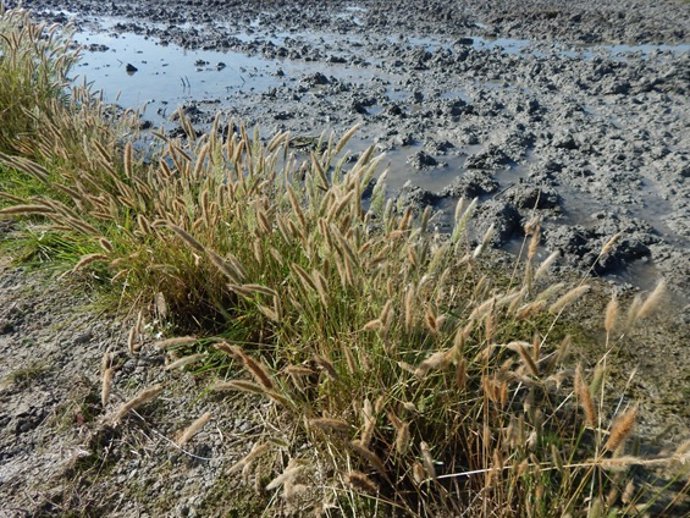 Ejemplo de una especie de mala hierba (Polypogon monspeliensis) en los laterales de tablas de arroz junto a los caminos.