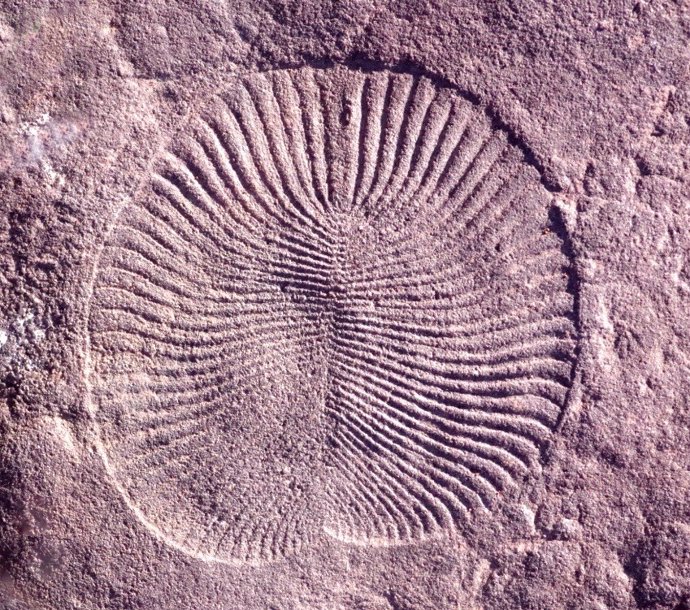 Fósil de Dickinsonia, un animal de la era Ediacara
