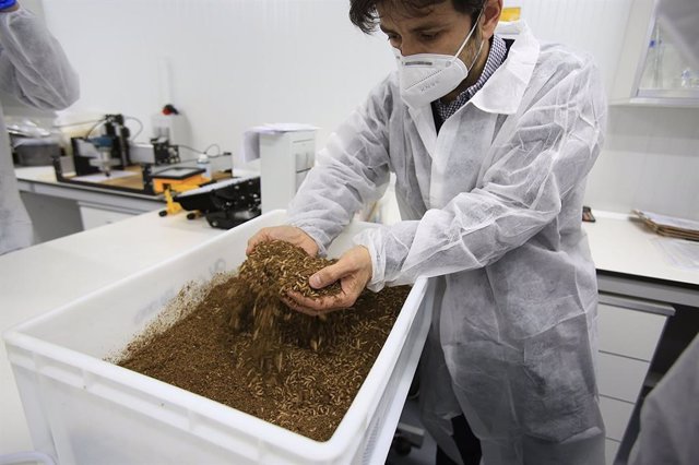Detalle de las larvas de la mosca soldado negra durante el proceso de bioconversión de residuos orgánicos