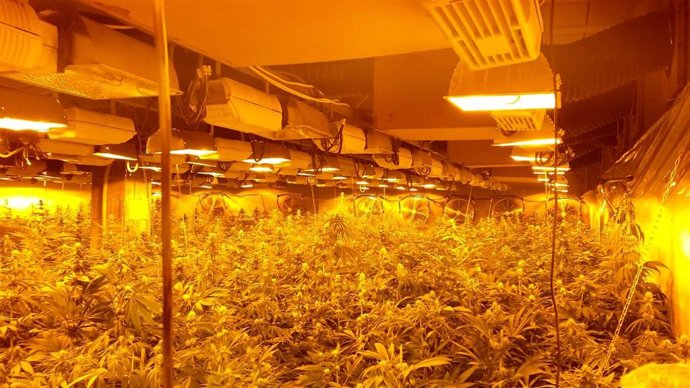 Conexión irregular a la red eléctrica en una plantación de marihuana.