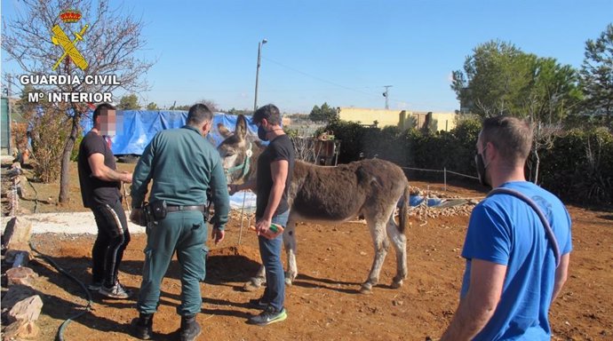 Burro encontrado en una finca de Toledo en estado de desnutrición y abandono