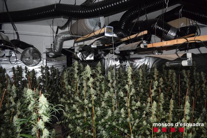 Plantas de marihuana intervenidas por los Mossos dEsquadra