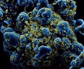 Foto: Un estudio sobre las variantes predice que el coronavirus evoluciona para escapar a las actuales vacunas