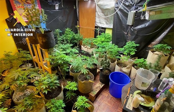 Imagen de las plantas de marihuana aprehendidas en el marco de la Operación "OKUPA3"