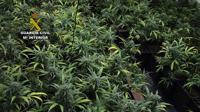 Plantas marihuana en Layos