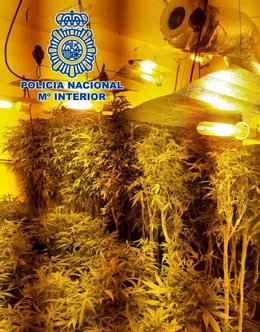 Plantación de marihuana intervenida en la zona Norte de Granada