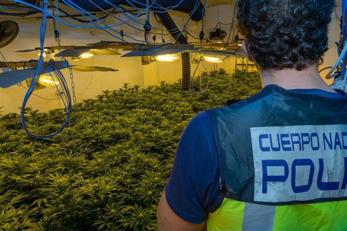 La Policía Nacional Lleva A Cabo En Menos De 24 Horas Dos Operaciones Antidroga E Incauta Más De 2.000 Plantas De Marihuana