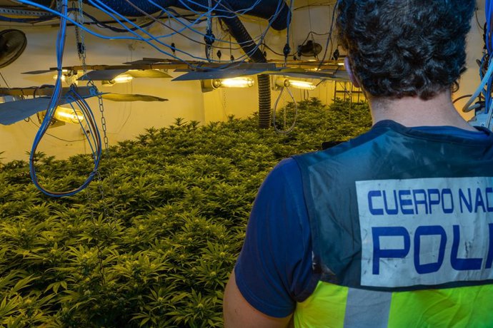 La Policía Nacional Lleva A Cabo En Menos De 24 Horas Dos Operaciones Antidroga E Incauta Más De 2.000 Plantas De Marihuana