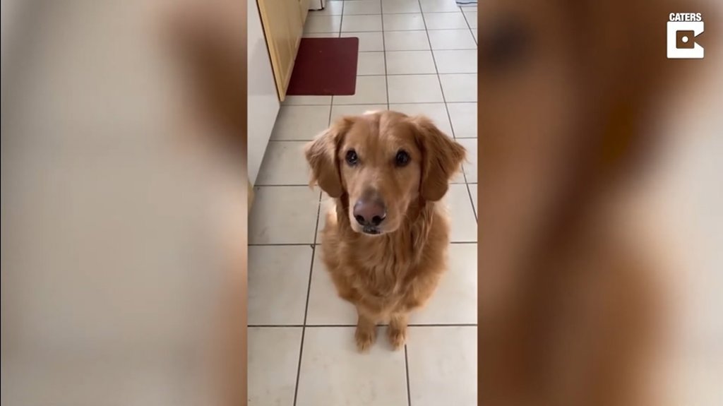 Quien Es Un Chico Listo Sirius El Golden Retriever Que Encandila Con Su Demostracion De Trucos