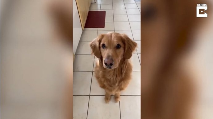Sirius, el golden retriever que encandila con su demostración de trucos