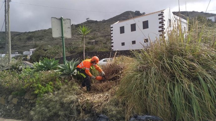 Canarias elimina casi 100 ejemplares de plumero de la pampa, una especie invasora, durante 2020