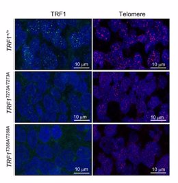Un equipo del CNIO descubre cómo se regula la participación de los telómeros en la generación de tumores