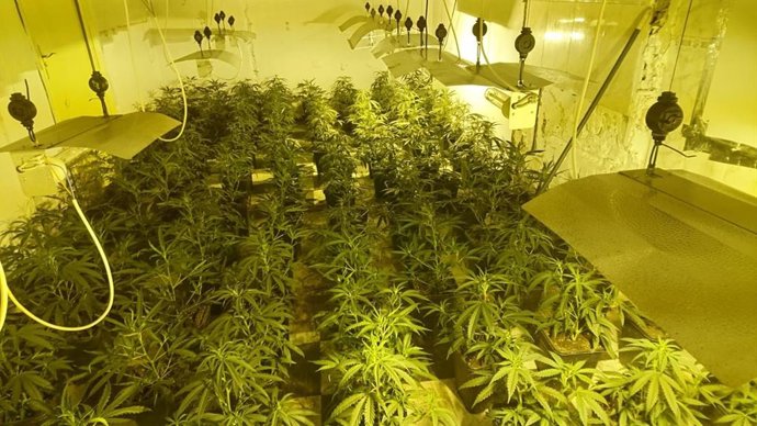 Plantación de marihuana