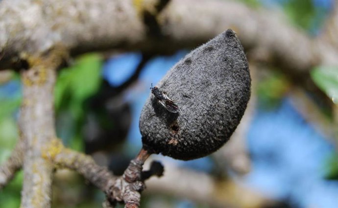 Almedro con plaga de avispilla